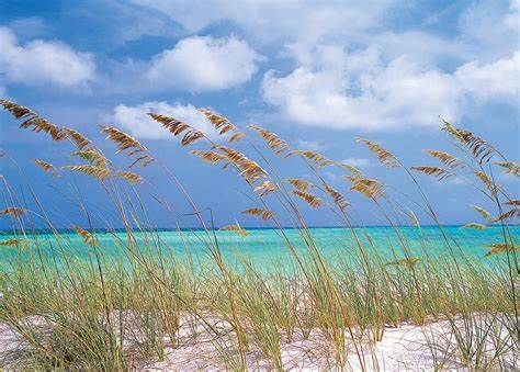 Home Reed Diffuser *Ocean Breeze* (Brown Design)